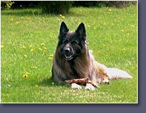 Tierhalterhaftpflichtversicherungen für Hund und Pferd Hund
